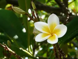 Plumeria 'Hawaiian White'