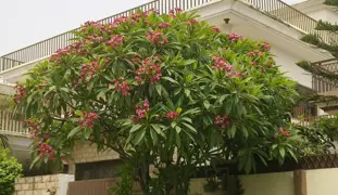 Plumeria rubra