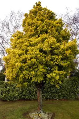Podocarpus totara 'Aurea' (Golden Totara)