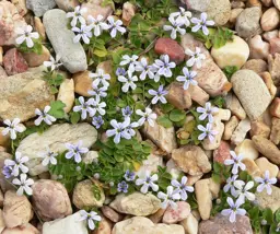 Pratia pedunculata