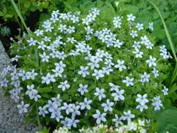 Pratia 'Blue Stars' (Blue Star Creeper)