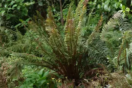 Polystichum vestitum (Prickly Shield Fern)