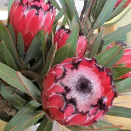 Protea 'Fiery Sunset'