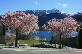 Prunus 'Accolade'  (Flowering Cherry)