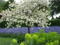 Prunus Shirofugen