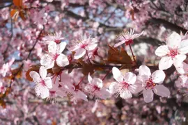 Prunus cerasifera 'Nigra' (Flowering Plum)