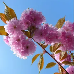 Prunus 'Kanzan' (Flowering Cherry)
