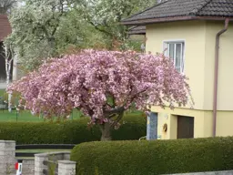 Prunus 'Kiku Shidare Sakura' (Flowering Cherry)