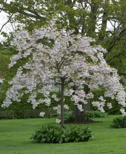 Prunus 'Shimidsu Sakura' (Flowering Cherry)