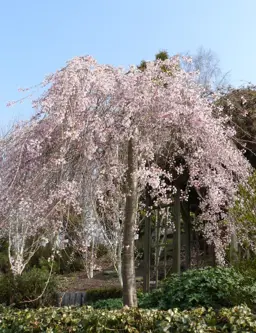 Prunus subhirtella 'Pendula Rosea' (Flowering Cherry)
