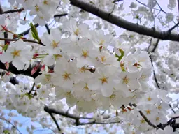 Prunus yedoensis (Yoshino cherry)