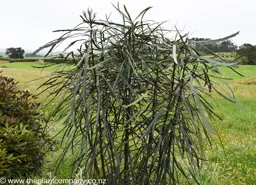 Pseudopanax crassifolius