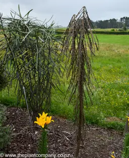 Pseudopanax ferox