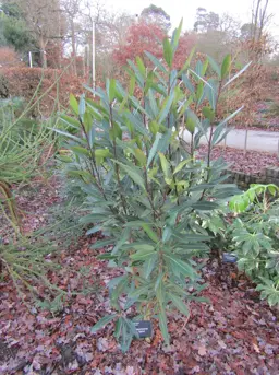 Pseudopanax Sabre