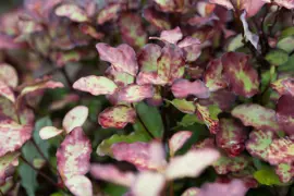 Pseudowintera colorata Red Leopard