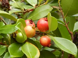 Psidium cattleianum (Cattley Guava)