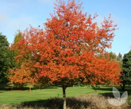 Pyrus fauriei 'Korean Sun'