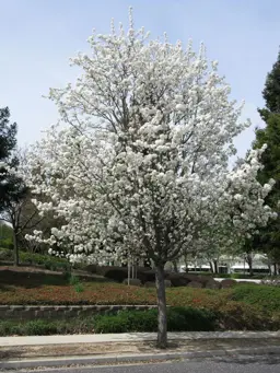 Pyrus calleryana (Ornamental Pear)