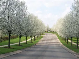 Pyrus calleryana 'Aristocrat' (Ornamental Pear)