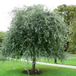 Pyrus salicifolia pendula (Weeping Silver Pear)