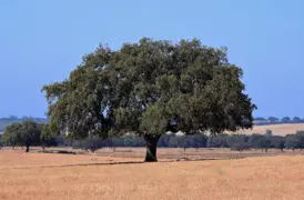 Quercus ilex