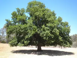 Quercus canariensis x robur (English Oak)