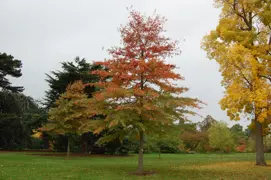 Quercus palustris (Pin Oak)