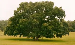 Quercus suber (Cork Oak)