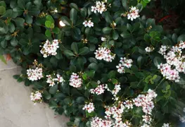 Rhaphiolepis Oriental Pearl (Indian Hawthorn Oriental Pearl)
