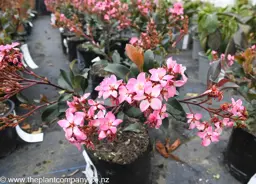 Rhaphiolepis indica Springtime (Indian Hawthorn)