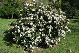 Rhaphiolepis Cosmic White (Indian Hawthorn)
