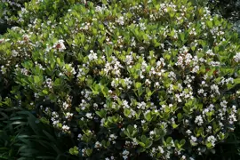 Rhaphiolepis indica Snow Maiden (Indian Hawthorn Snow Maiden)