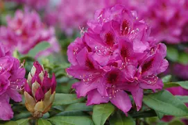 Rhododendron 'Anah Kruschke'