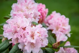 Rhododendron 'Christmas Cheer'