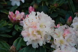 Rhododendron Unique