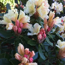 Rhododendron 'Buna'