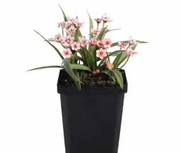 Rhodohypoxis 'Goga' plant with double pink flowers.
