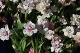 Rhodohypoxis 'Hope Double Pink' elegant flowers above fine green foliage.