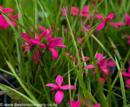 Rhodohypoxis 'Milloides Claret' hot pink flowers with fine green foliage.