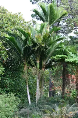 Rhopalostylis baurei var cheesmanii (Kermadec Nikau)