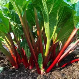 Rhubarb Victoria