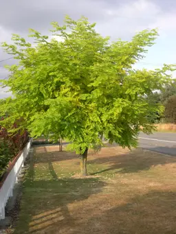 Robinia 'Frisia' (Honey Locust)