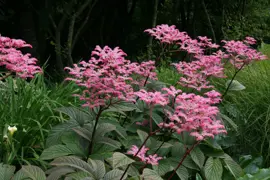 Rodgersia pinnata 'Chocolate Wing'