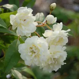 Banksia Alba