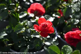 Rose Flower Carpet Scarlet