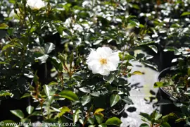 Rose 'Flower Carpet White' (White Carpet Rose)