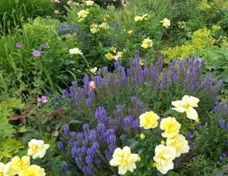 Rose Flower Carpet Yellow (Yellow Carpet Roses)