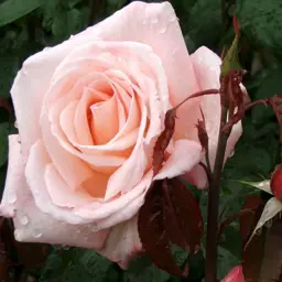 Rose 'Aotearoa'