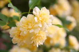 Rose banksiae 'Lutea' (Banksia Rose)