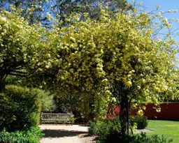 Rosa banksiae 'Lutea' (Banksia Rose)